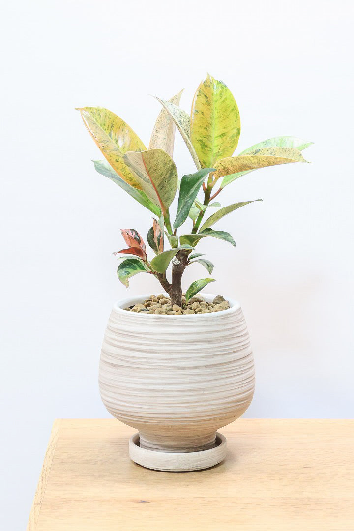 【フィカス ジン】バランスの良いミニサイズ！しっかりとした幹に仕上げました！POTとのバランスもとてもイイ感じだと思います！