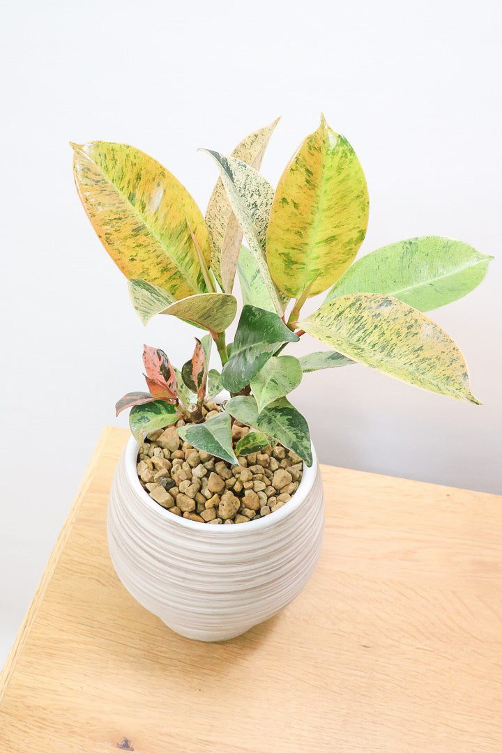 【フィカス ジン】バランスの良いミニサイズ！しっかりとした幹に仕上げました！POTとのバランスもとてもイイ感じだと思います！