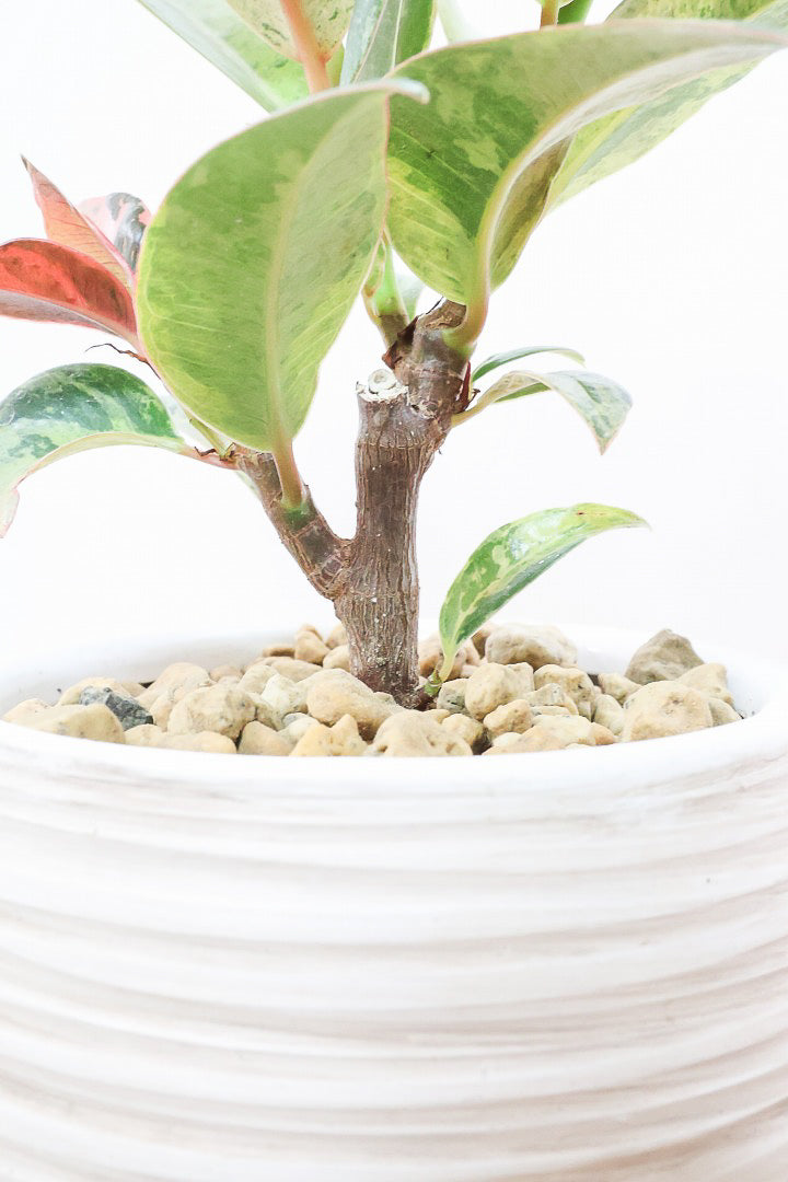 【フィカス ジン】バランスの良いミニサイズ！しっかりとした幹に仕上げました！POTとのバランスもとてもイイ感じだと思います！