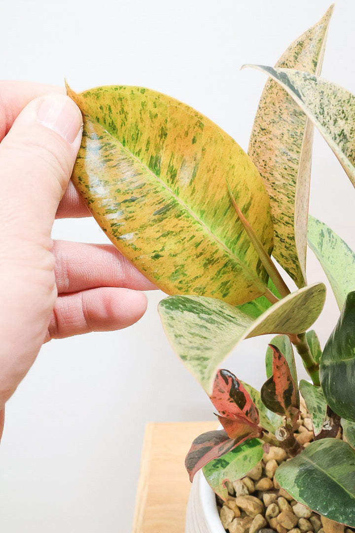 【フィカス ジン】バランスの良いミニサイズ！しっかりとした幹に仕上げました！POTとのバランスもとてもイイ感じだと思います！