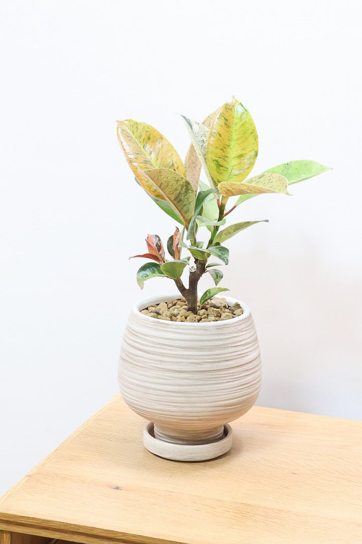 【フィカス ジン】バランスの良いミニサイズ！しっかりとした幹に仕上げました！POTとのバランスもとてもイイ感じだと思います！