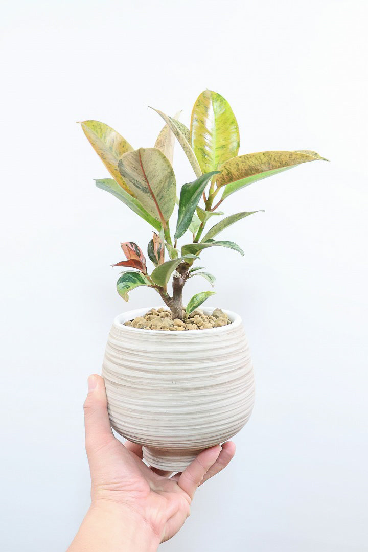 【フィカス ジン】バランスの良いミニサイズ！しっかりとした幹に仕上げました！POTとのバランスもとてもイイ感じだと思います！