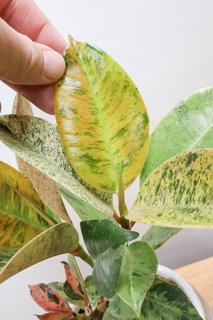 【フィカス ジン】バランスの良いミニサイズ！しっかりとした幹に仕上げました！POTとのバランスもとてもイイ感じだと思います！