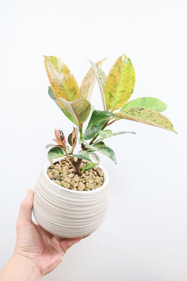 【フィカス ジン】バランスの良いミニサイズ！しっかりとした幹に仕上げました！POTとのバランスもとてもイイ感じだと思います！