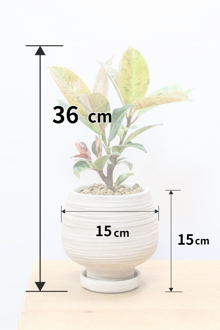【フィカス ジン】バランスの良いミニサイズ！しっかりとした幹に仕上げました！POTとのバランスもとてもイイ感じだと思います！