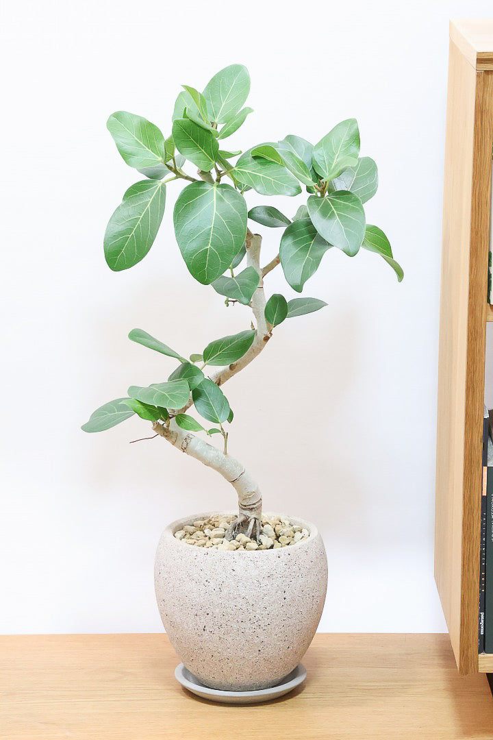 【ベンガレンシス】とにかく幹が太い！しかも美しくカーブしておりますのでおススメです！