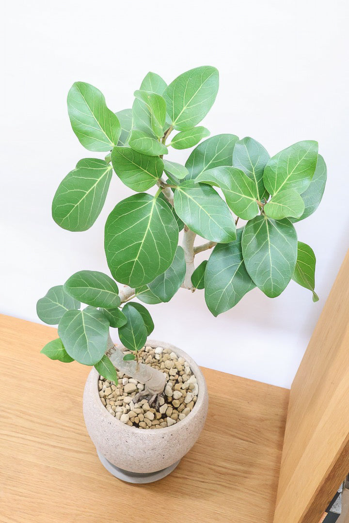 【ベンガレンシス】とにかく幹が太い！しかも美しくカーブしておりますのでおススメです！