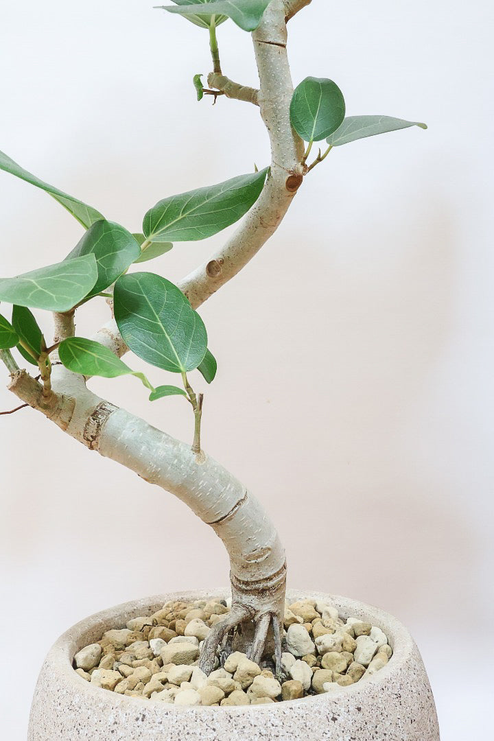 【ベンガレンシス】とにかく幹が太い！しかも美しくカーブしておりますのでおススメです！