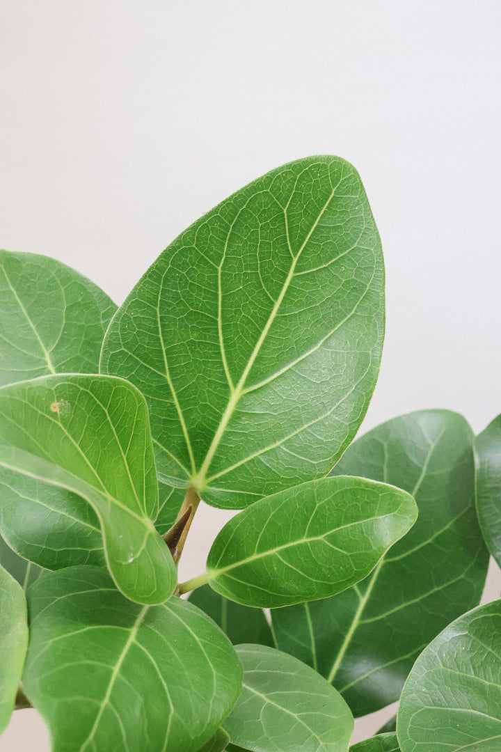 【ベンガレンシス】とにかく幹が太い！しかも美しくカーブしておりますのでおススメです！