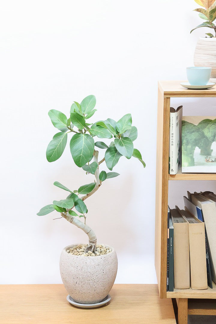 【ベンガレンシス】とにかく幹が太い！しかも美しくカーブしておりますのでおススメです！