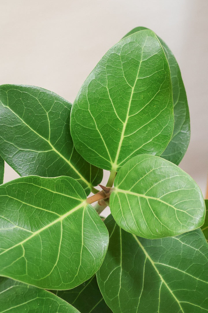 【ベンガレンシス】とにかく幹が太い！しかも美しくカーブしておりますのでおススメです！