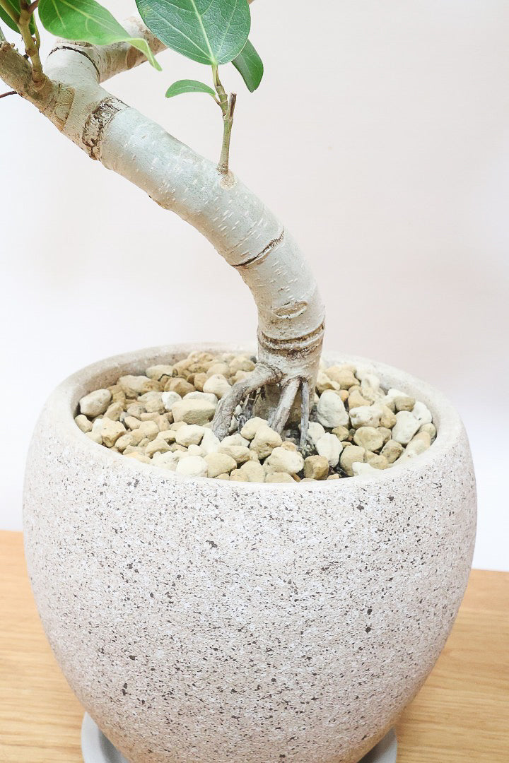 【ベンガレンシス】とにかく幹が太い！しかも美しくカーブしておりますのでおススメです！