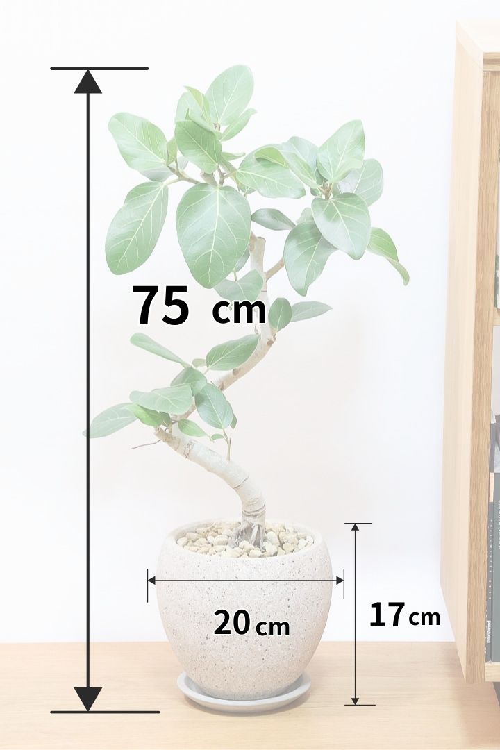【ベンガレンシス】とにかく幹が太い！しかも美しくカーブしておりますのでおススメです！