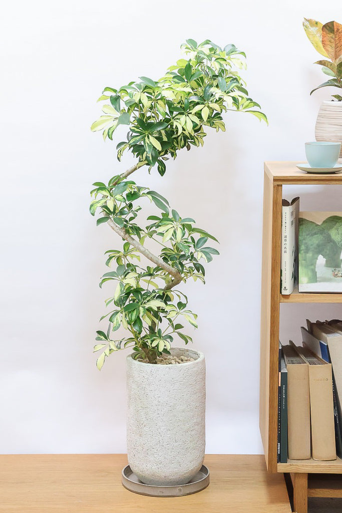 専用出品、ラフィドフォラ・テクルシバ（マングーカズラ） シェフレラ・アルボリコラ 専用出品、ラフィドフォラ・テクルシバ（マングーカズラ） シェフレラ