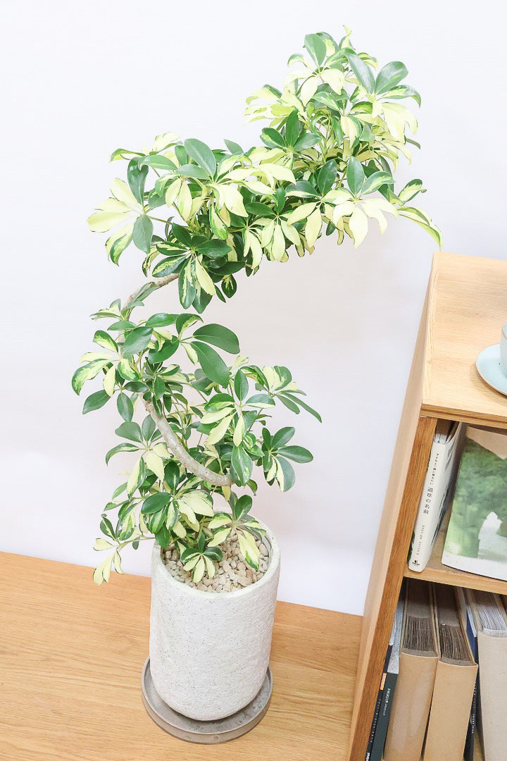 【シェフレラ グランディ】BIGサイズ！シェフレラの中でも華やかで明るい葉色！鹿児島のシェフレラ名人が手がけた美しい樹形です！