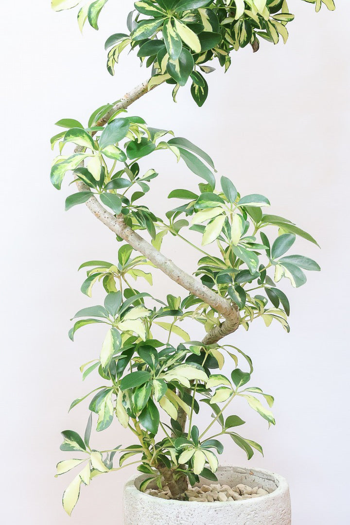 【シェフレラ グランディ】BIGサイズ！シェフレラの中でも華やかで明るい葉色！鹿児島のシェフレラ名人が手がけた美しい樹形です！