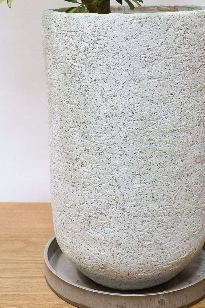 【シェフレラ グランディ】BIGサイズ！シェフレラの中でも華やかで明るい葉色！鹿児島のシェフレラ名人が手がけた美しい樹形です！