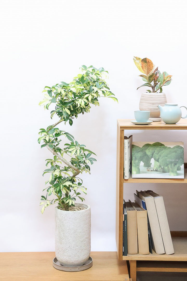 【シェフレラ グランディ】BIGサイズ！シェフレラの中でも華やかで明るい葉色！鹿児島のシェフレラ名人が手がけた美しい樹形です！