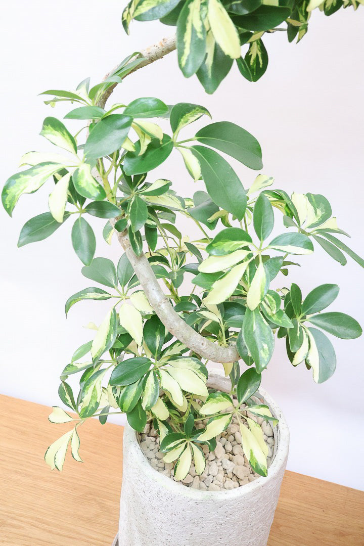 【シェフレラ グランディ】BIGサイズ！シェフレラの中でも華やかで明るい葉色！鹿児島のシェフレラ名人が手がけた美しい樹形です！