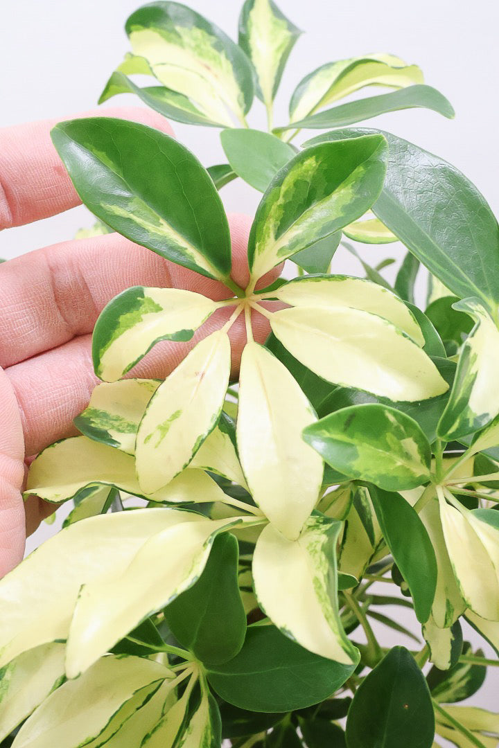 【シェフレラ グランディ】BIGサイズ！シェフレラの中でも華やかで明るい葉色！鹿児島のシェフレラ名人が手がけた美しい樹形です！