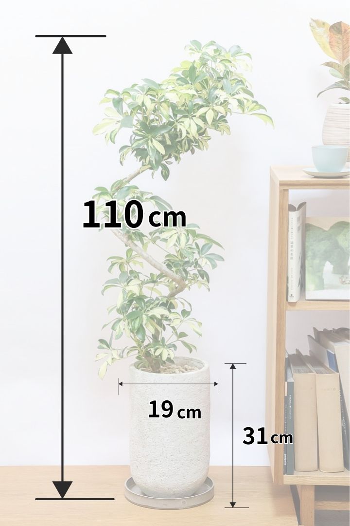 【シェフレラ グランディ】BIGサイズ！シェフレラの中でも華やかで明るい葉色！鹿児島のシェフレラ名人が手がけた美しい樹形です！