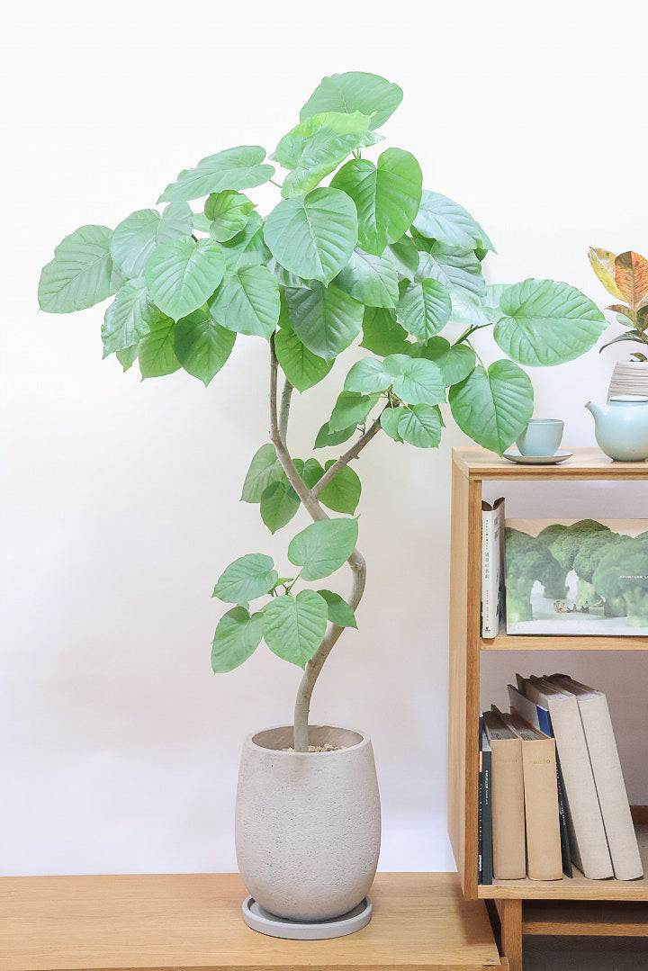 【ウンベラータ】これはホント良い樹形！葉の大きさもちょうどいいと思います！存在感があるのでインテリアにはピッタリ！