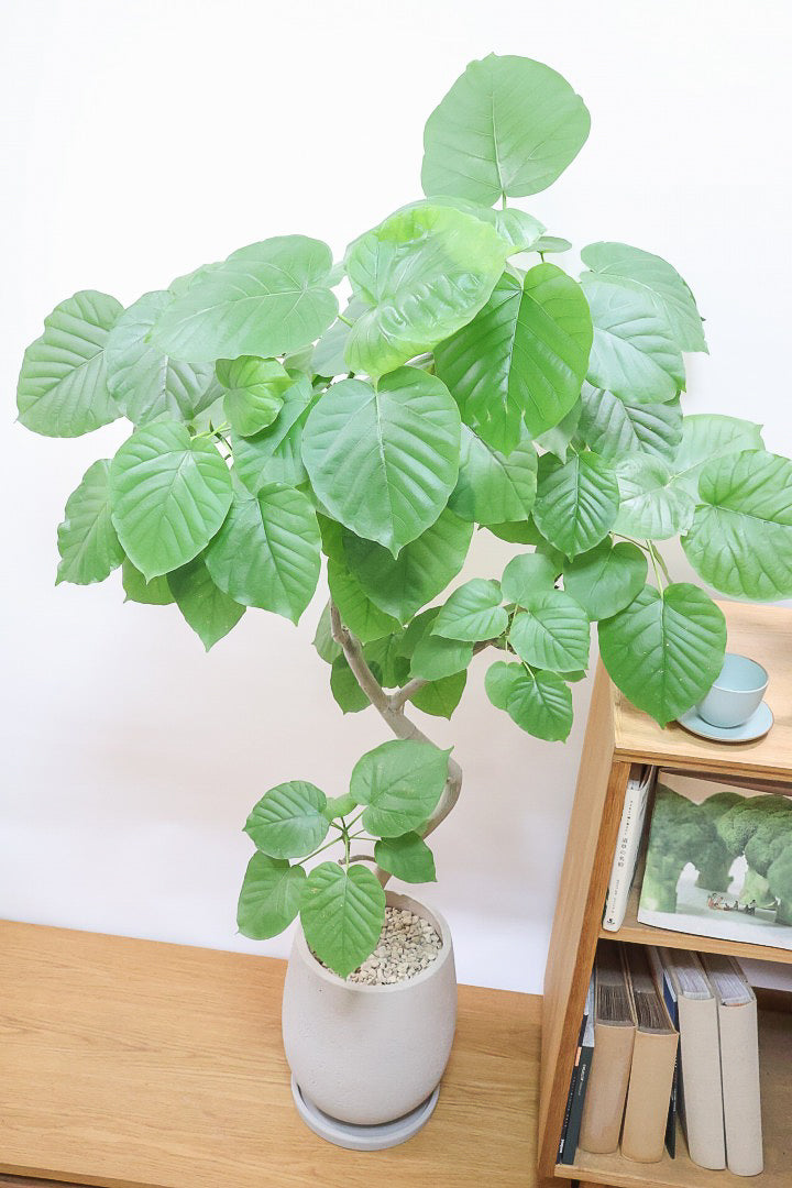 【ウンベラータ】これはホント良い樹形！葉の大きさもちょうどいいと思います！存在感があるのでインテリアにはピッタリ！
