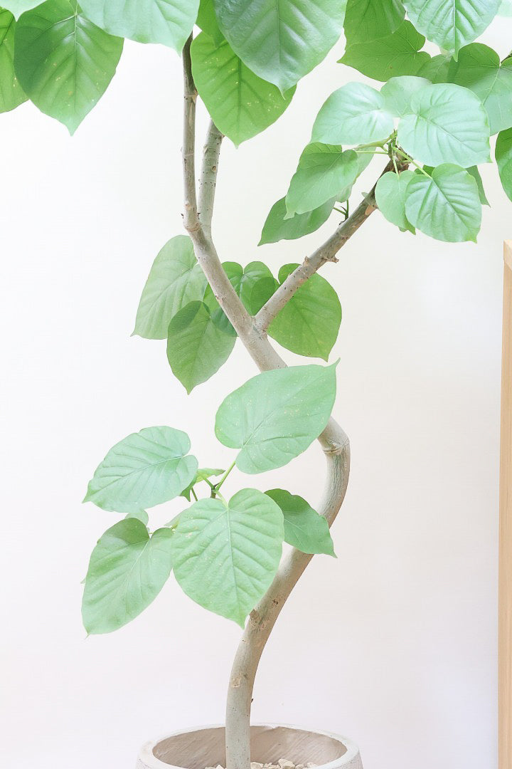 【ウンベラータ】これはホント良い樹形！葉の大きさもちょうどいいと思います！存在感があるのでインテリアにはピッタリ！