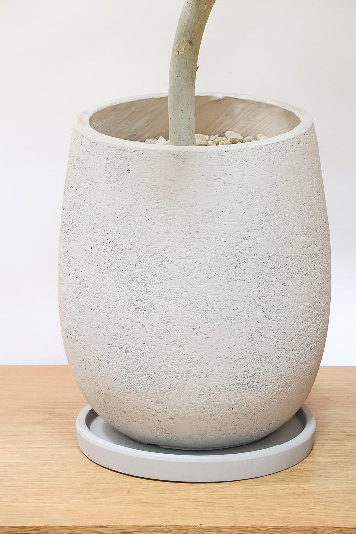 【ウンベラータ】これはホント良い樹形！葉の大きさもちょうどいいと思います！存在感があるのでインテリアにはピッタリ！