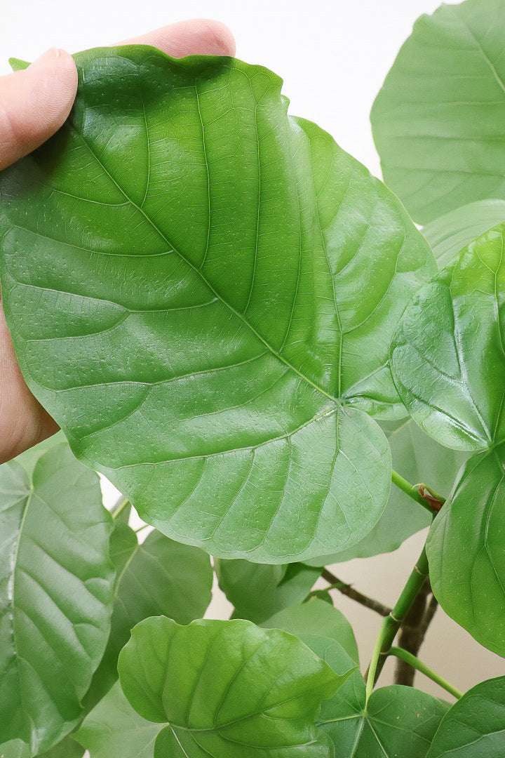 【ウンベラータ】これはホント良い樹形！葉の大きさもちょうどいいと思います！存在感があるのでインテリアにはピッタリ！