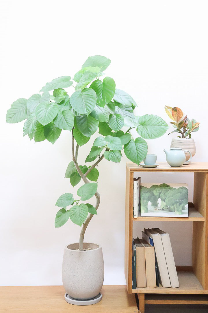 【ウンベラータ】これはホント良い樹形！葉の大きさもちょうどいいと思います！存在感があるのでインテリアにはピッタリ！