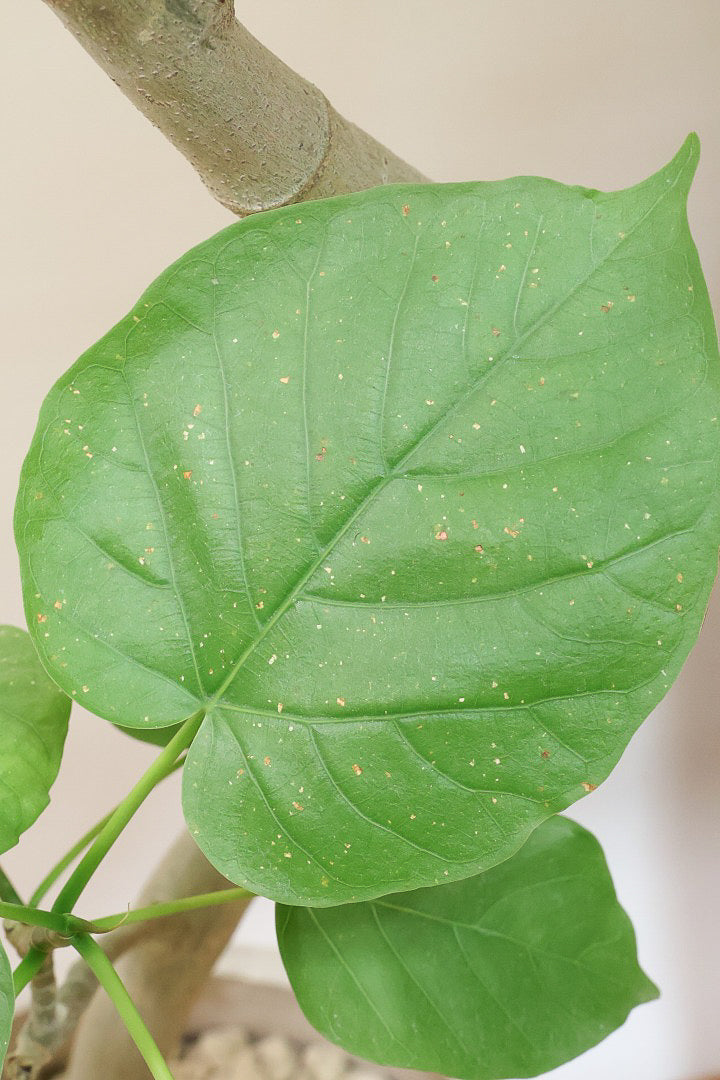 【ウンベラータ】これはホント良い樹形！葉の大きさもちょうどいいと思います！存在感があるのでインテリアにはピッタリ！