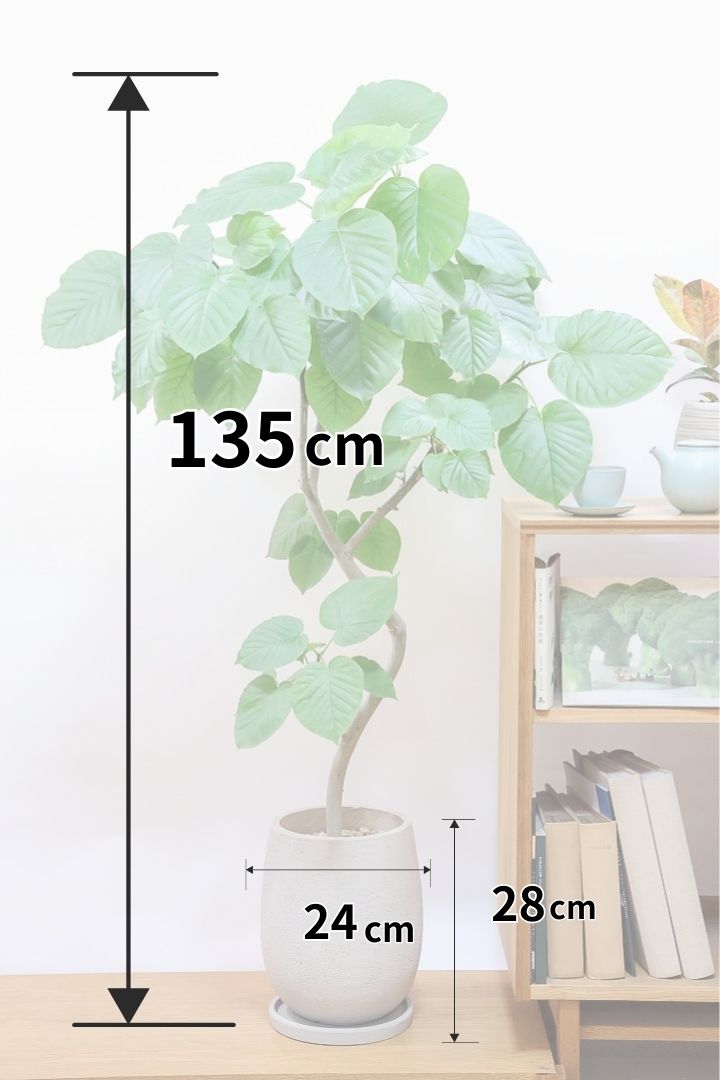 【ウンベラータ】これはホント良い樹形！葉の大きさもちょうどいいと思います！存在感があるのでインテリアにはピッタリ！