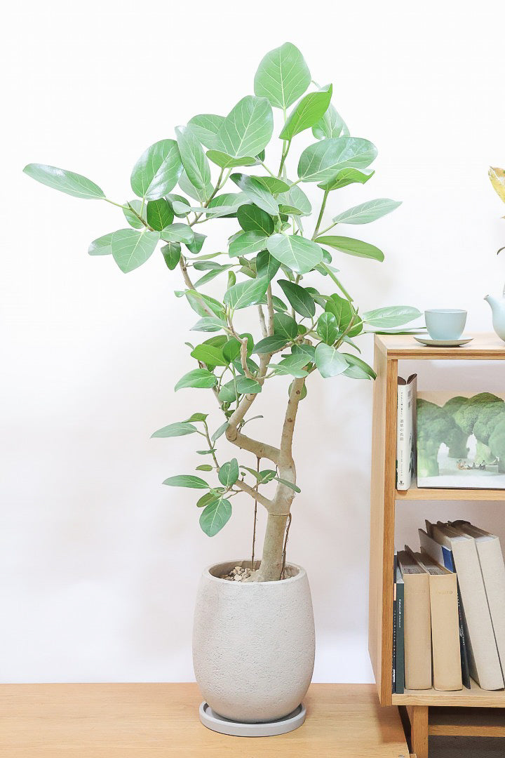 【ベンガレンシス】この樹形はイイ！沖縄で生長したしっかりとした幹！自信を持っておすすめします！