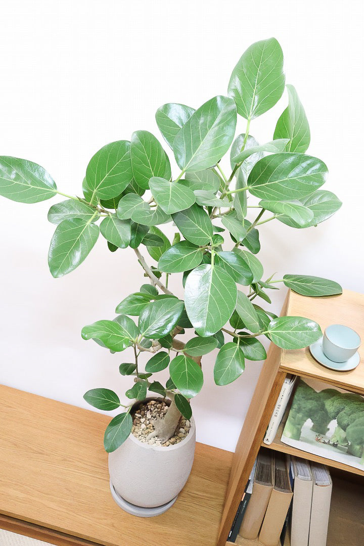 【ベンガレンシス】この樹形はイイ！沖縄で生長したしっかりとした幹！自信を持っておすすめします！