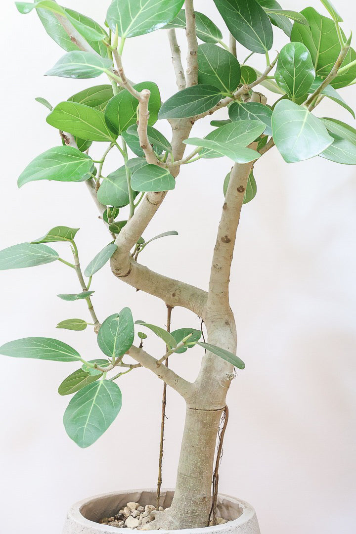 【ベンガレンシス】この樹形はイイ！沖縄で生長したしっかりとした幹！自信を持っておすすめします！