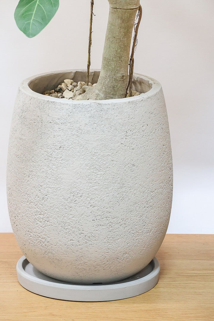 【ベンガレンシス】この樹形はイイ！沖縄で生長したしっかりとした幹！自信を持っておすすめします！