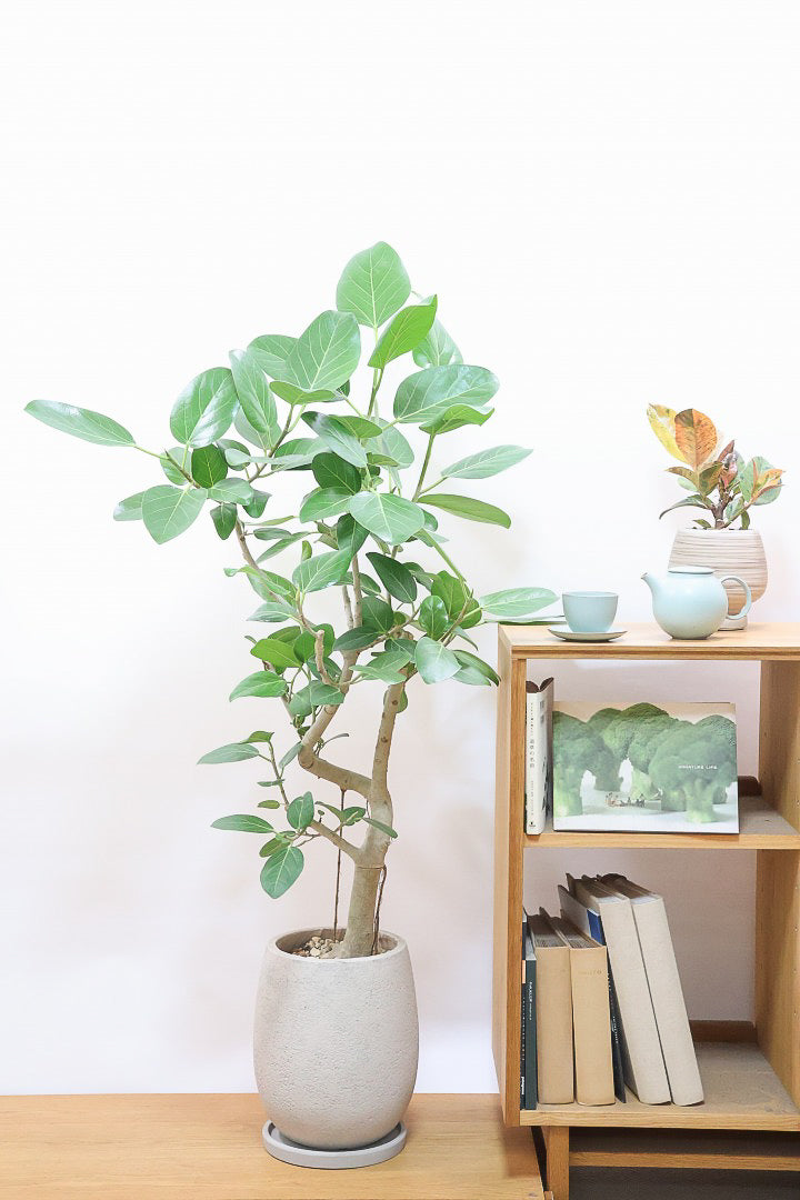 【ベンガレンシス】この樹形はイイ！沖縄で生長したしっかりとした幹！自信を持っておすすめします！