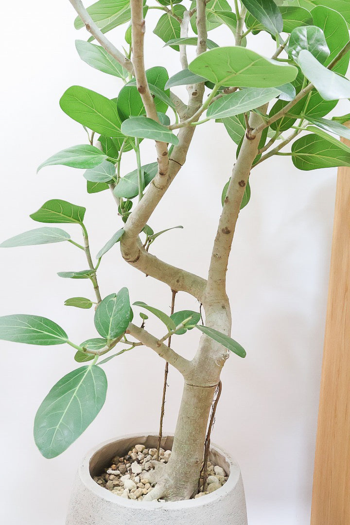 【ベンガレンシス】この樹形はイイ！沖縄で生長したしっかりとした幹！自信を持っておすすめします！