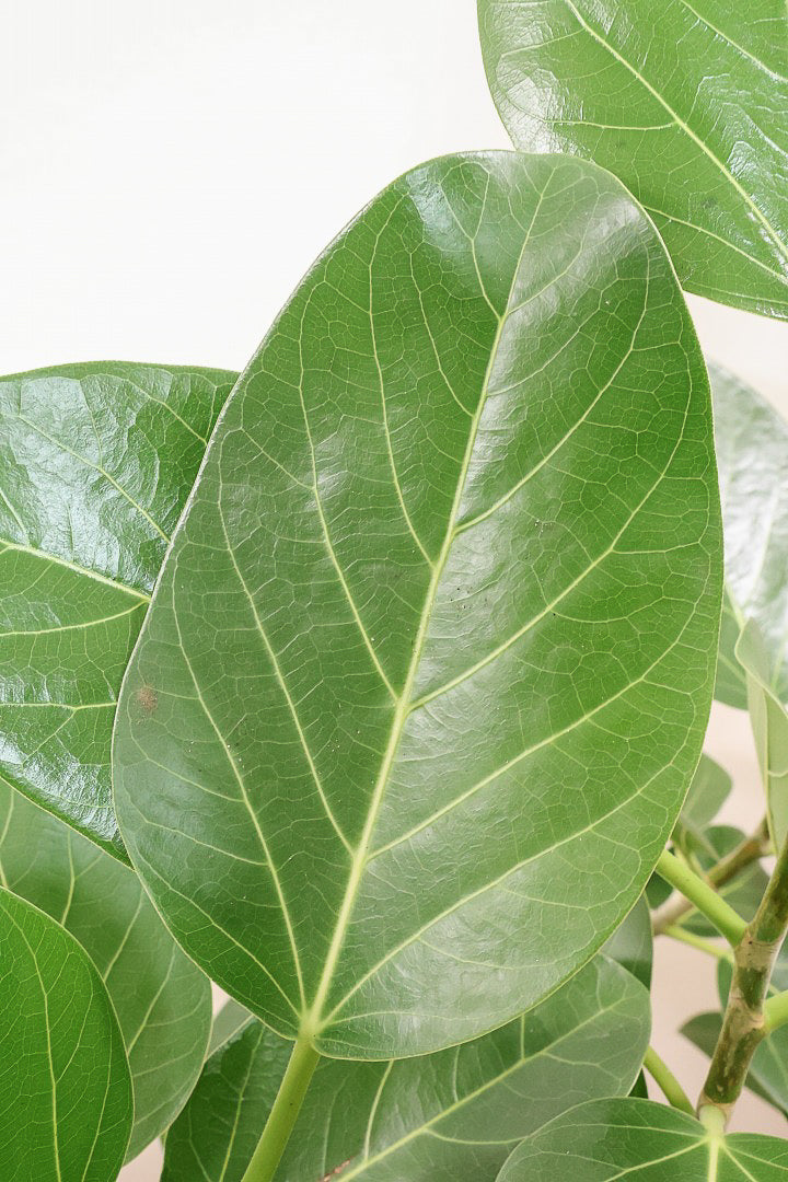 【ベンガレンシス】この樹形はイイ！沖縄で生長したしっかりとした幹！自信を持っておすすめします！