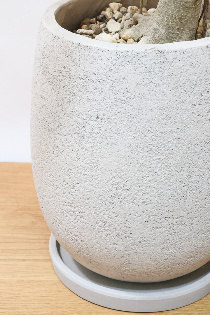 【ベンガレンシス】この樹形はイイ！沖縄で生長したしっかりとした幹！自信を持っておすすめします！