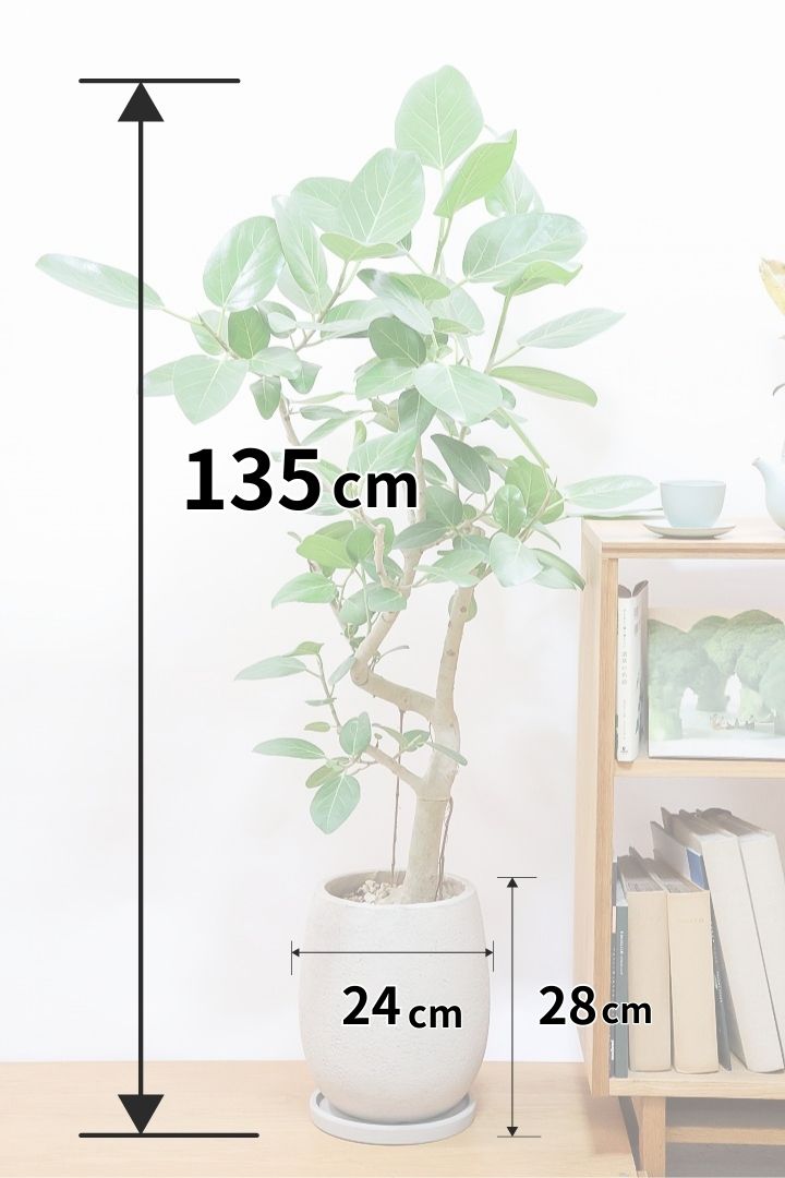 【ベンガレンシス】この樹形はイイ！沖縄で生長したしっかりとした幹！自信を持っておすすめします！