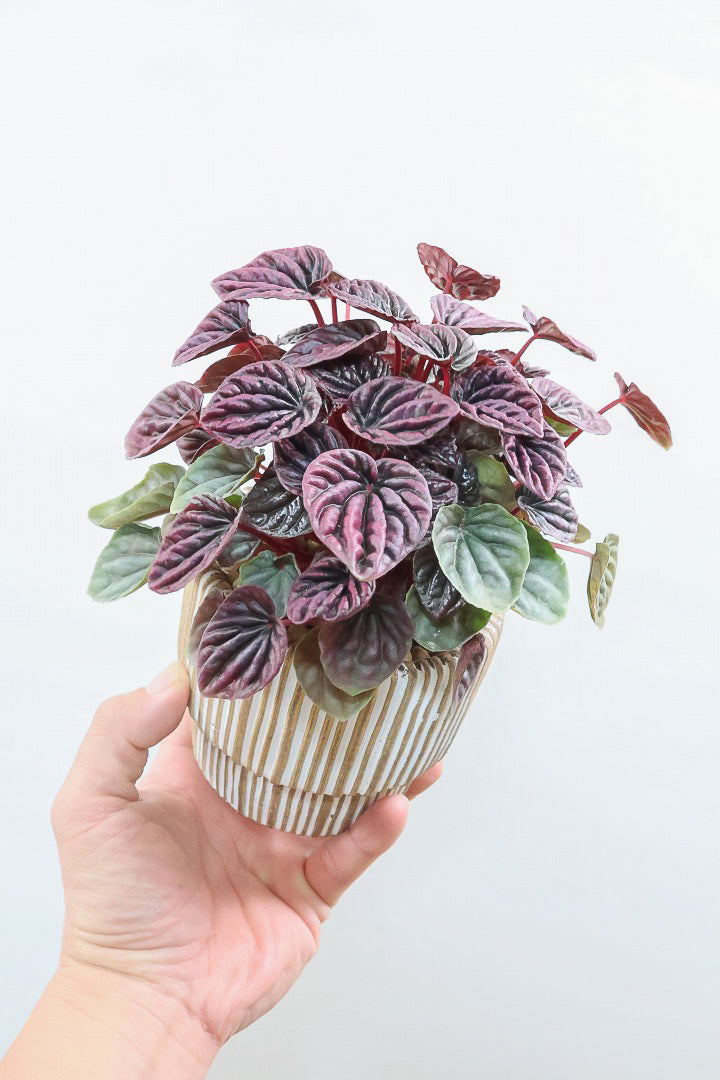 【ペペロミア レッドルナ】深い赤色が美しい。愛知県のペペロミア職人の冨永さんが手がけました！