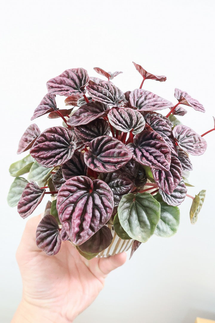 【ペペロミア レッドルナ】深い赤色が美しい。愛知県のペペロミア職人の冨永さんが手がけました！