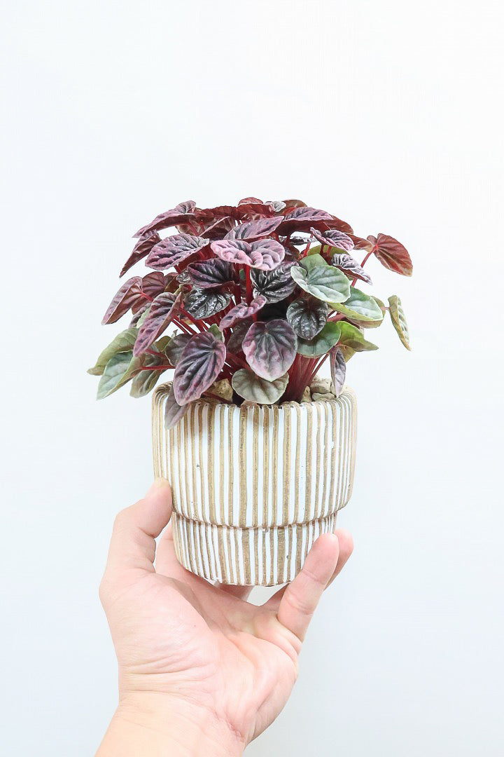 【ペペロミア レッドルナ】深い赤色が美しい。愛知県のペペロミア職人の冨永さんが手がけました！