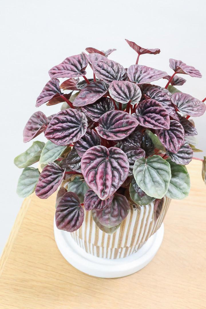 【ペペロミア レッドルナ】深い赤色が美しい。愛知県のペペロミア職人の冨永さんが手がけました！