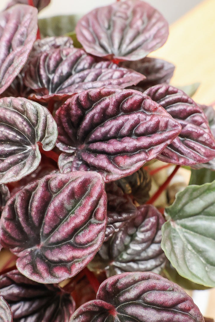 【ペペロミア レッドルナ】深い赤色が美しい。愛知県のペペロミア職人の冨永さんが手がけました！