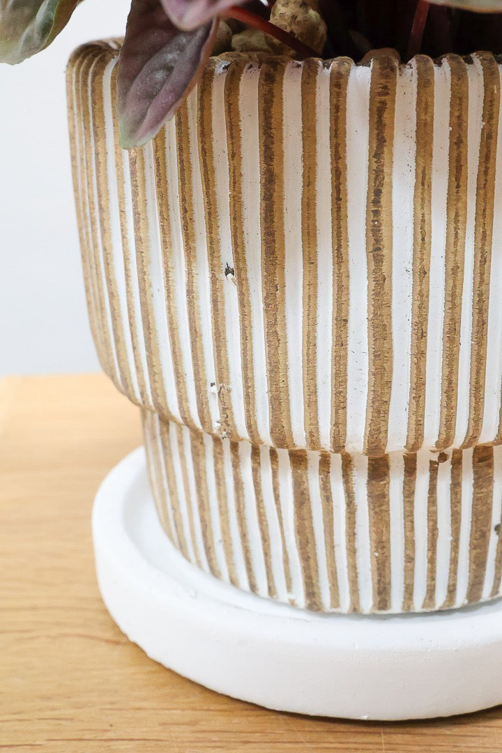 【ペペロミア レッドルナ】深い赤色が美しい。愛知県のペペロミア職人の冨永さんが手がけました！