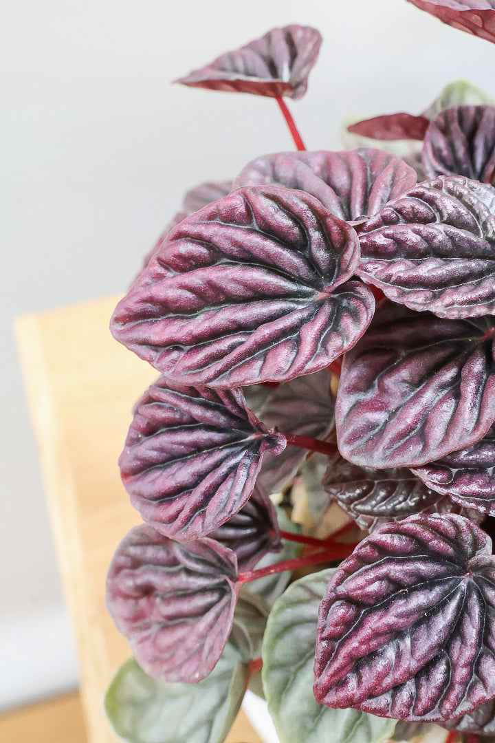 【ペペロミア レッドルナ】深い赤色が美しい。愛知県のペペロミア職人の冨永さんが手がけました！