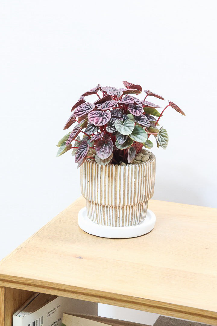 【ペペロミア レッドルナ】深い赤色が美しい。愛知県のペペロミア職人の冨永さんが手がけました！